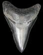 Serrated, Fossil Megalodon Tooth - Georgia #41582-2
